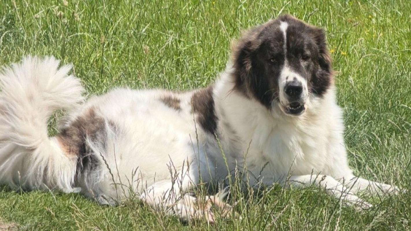 Karel