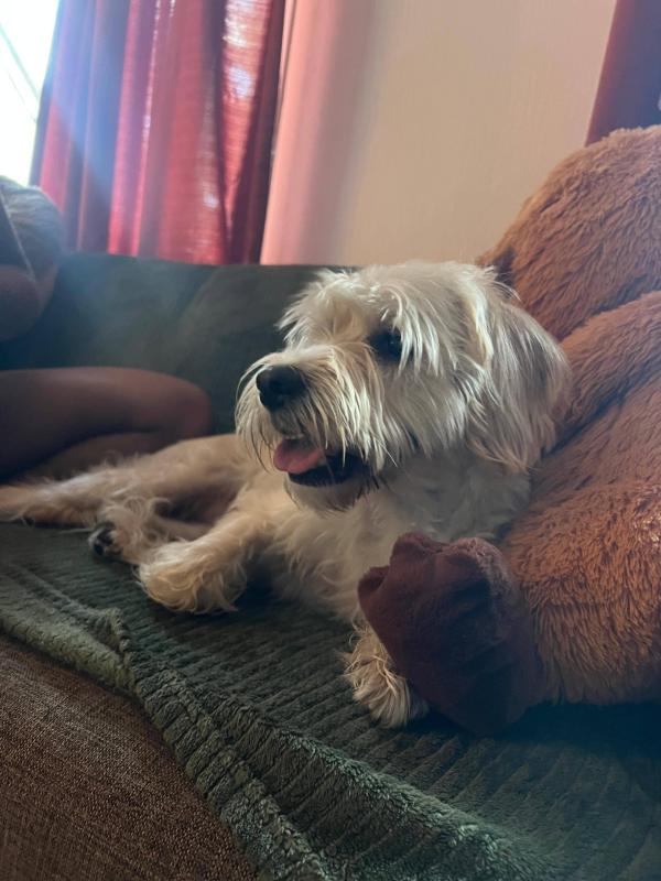 Pup