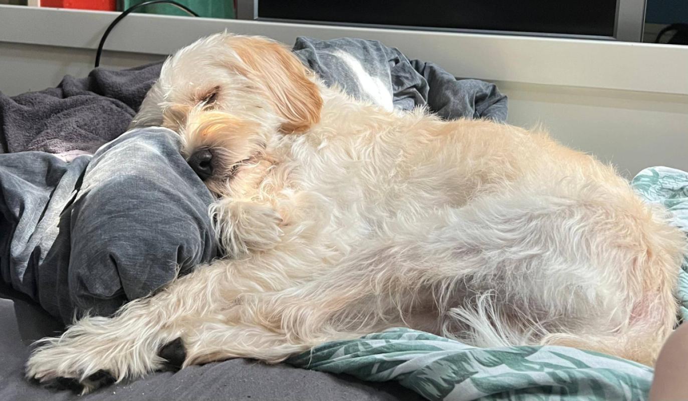 Pup