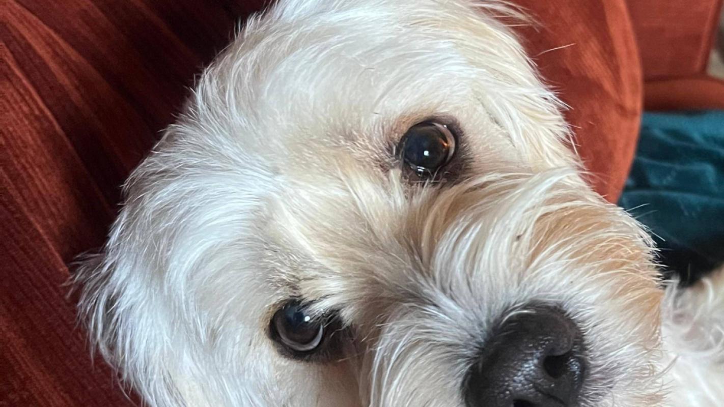 Pup