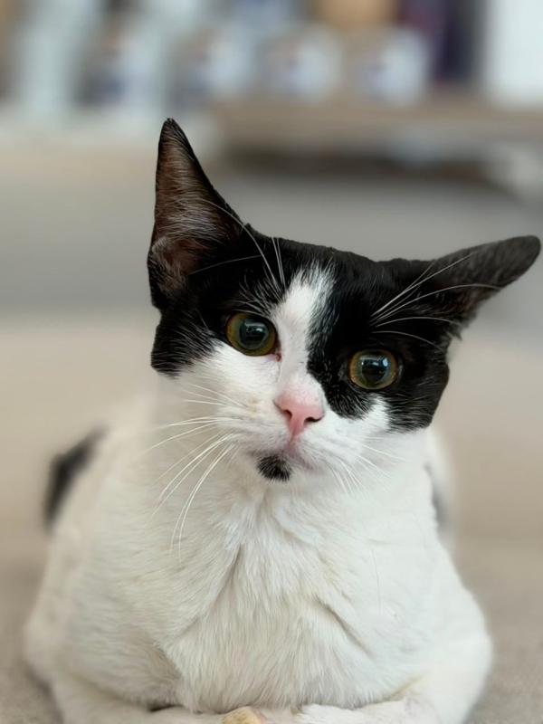 Oreo
