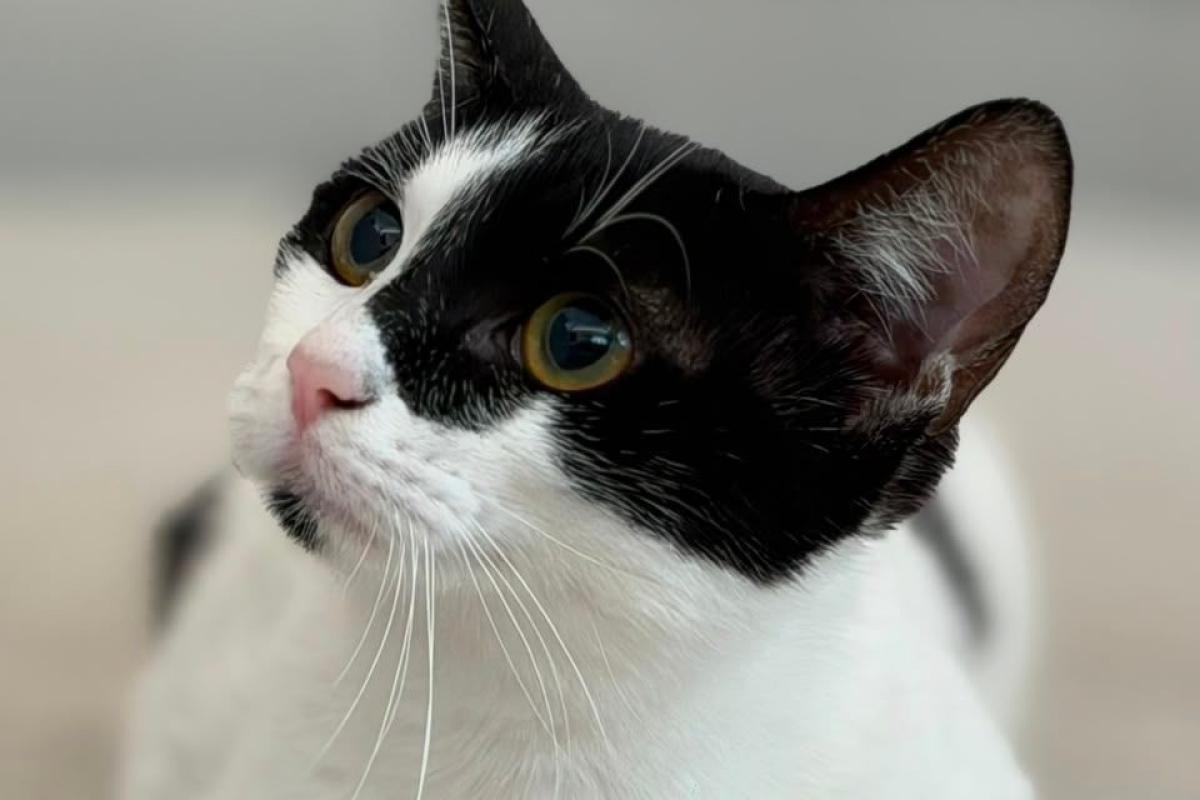 Oreo