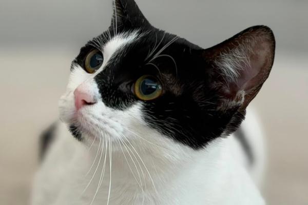 Oreo