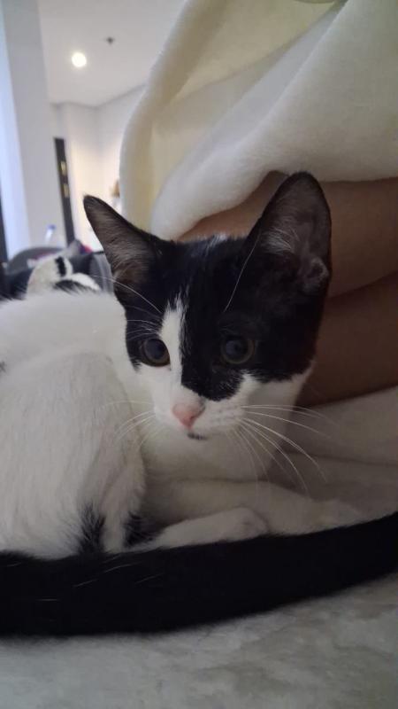 Oreo