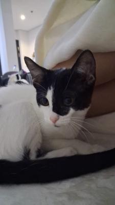 Oreo