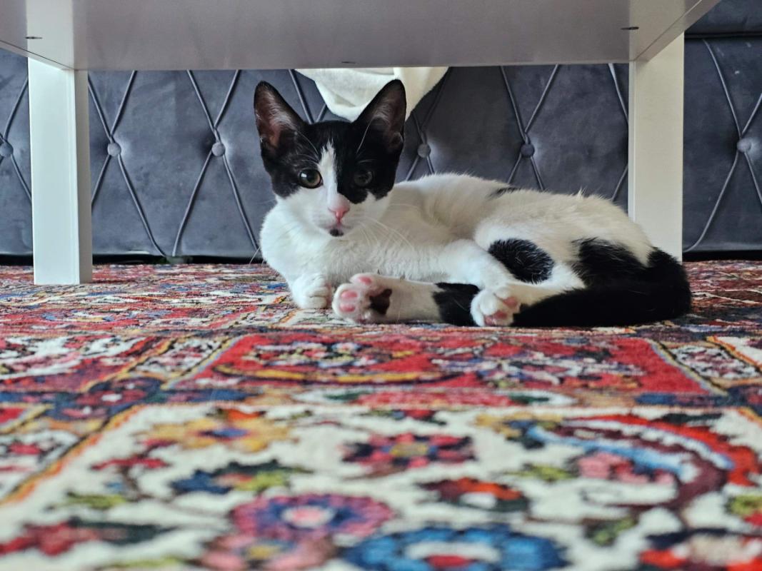 Oreo