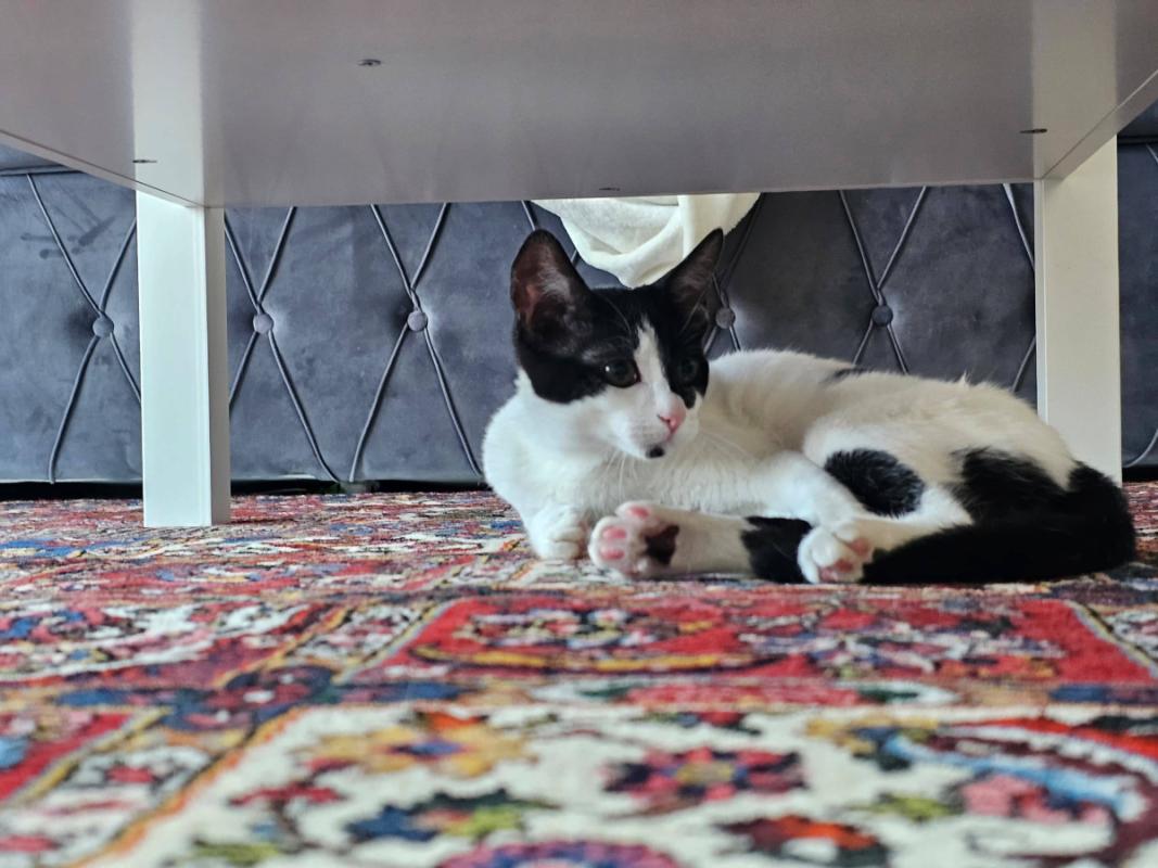 Oreo