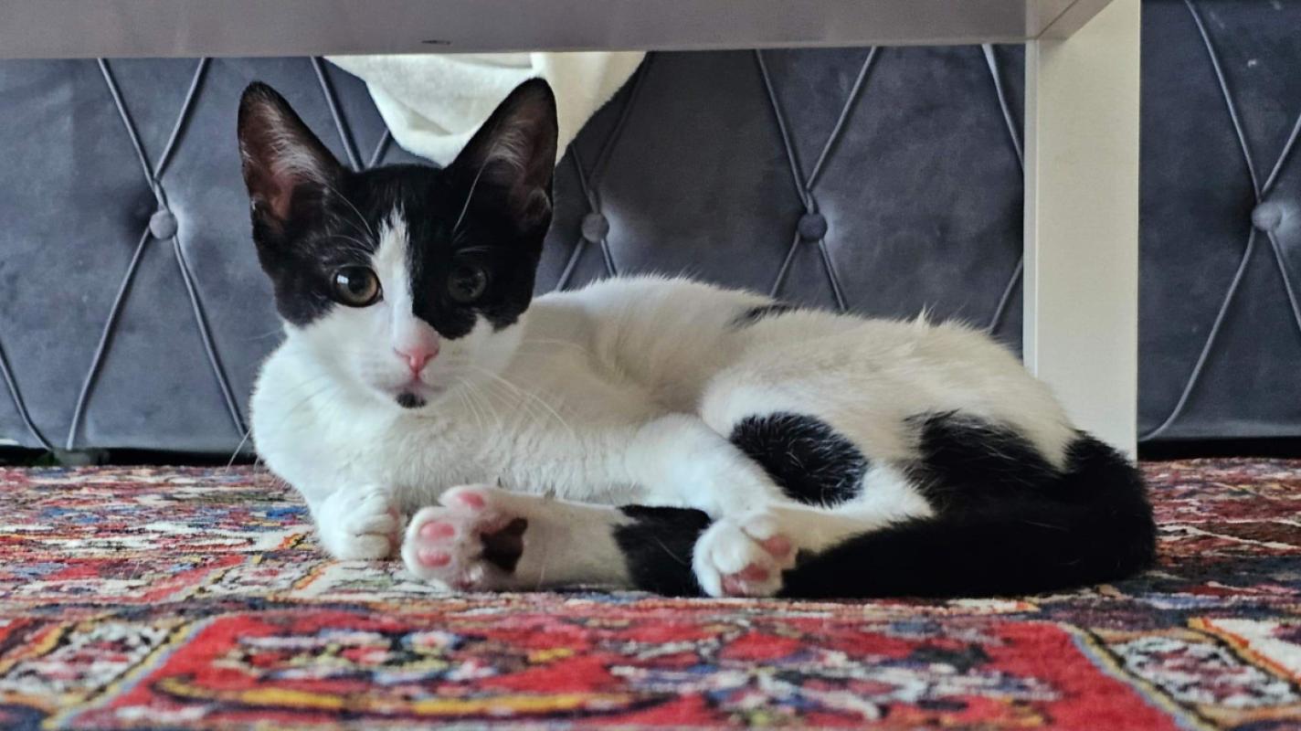 Oreo