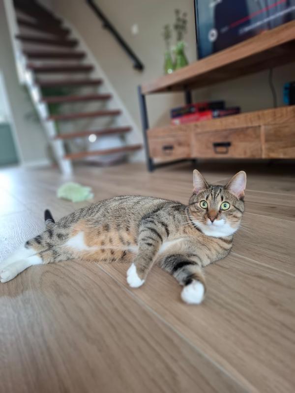Gijs