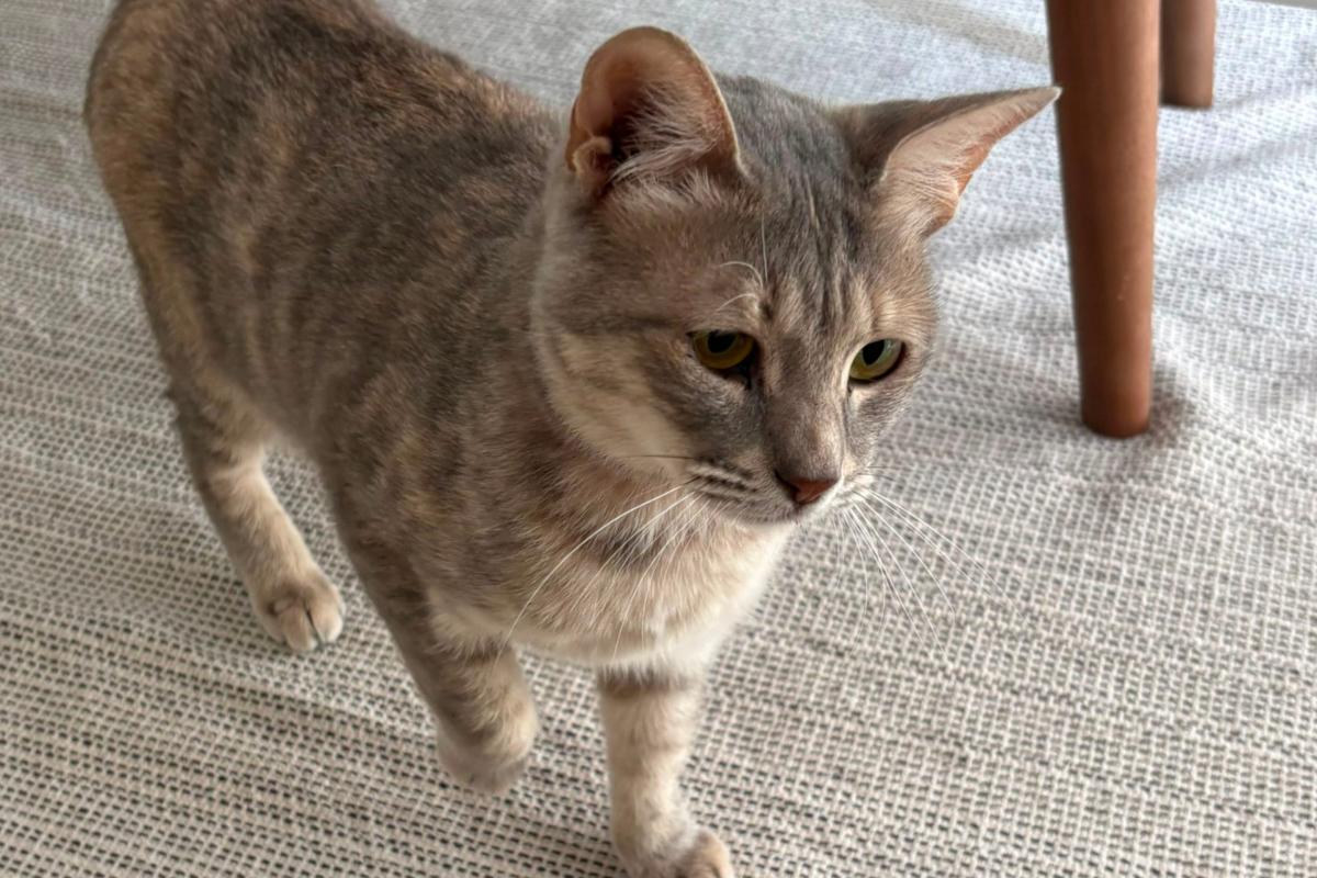 Suki