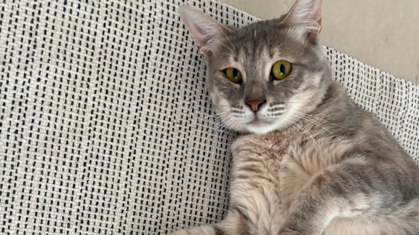 Suki