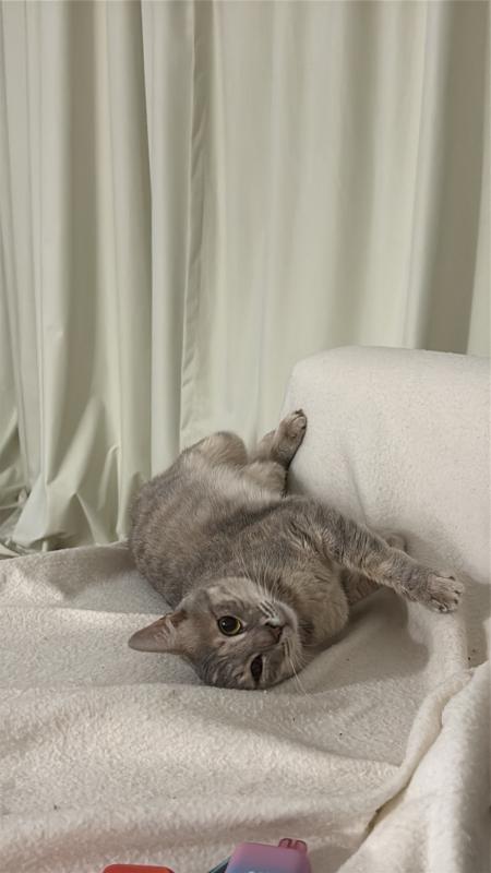 Suki
