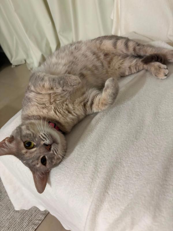 Suki