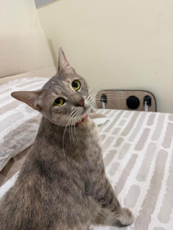 Suki