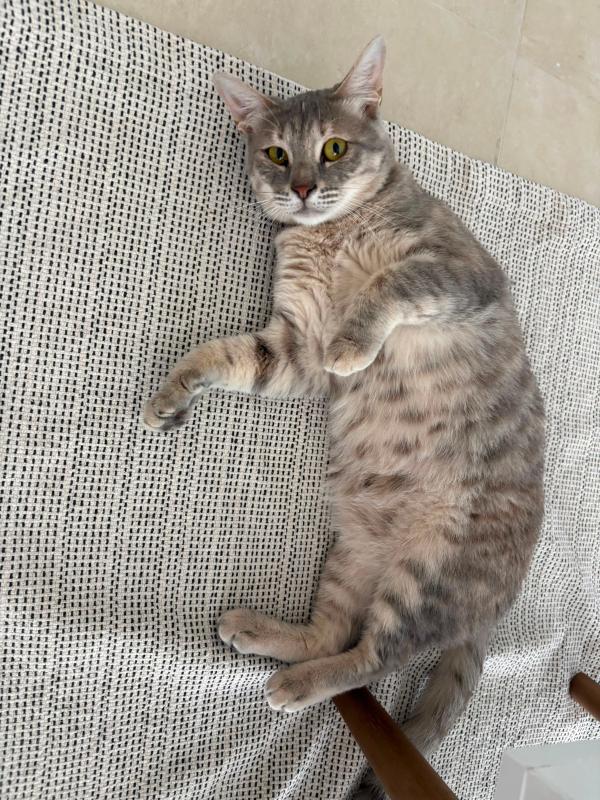 Suki