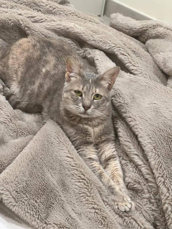 Suki