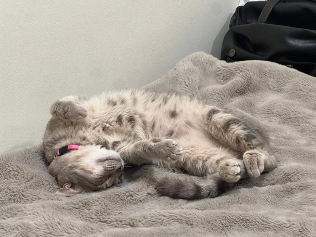 Suki