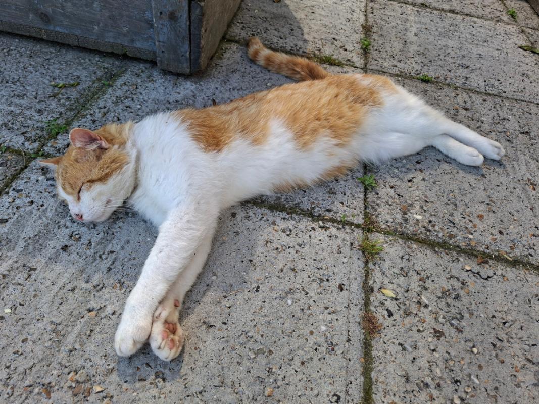 Ginger