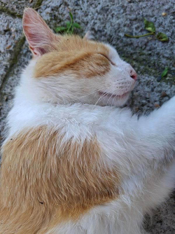 Ginger