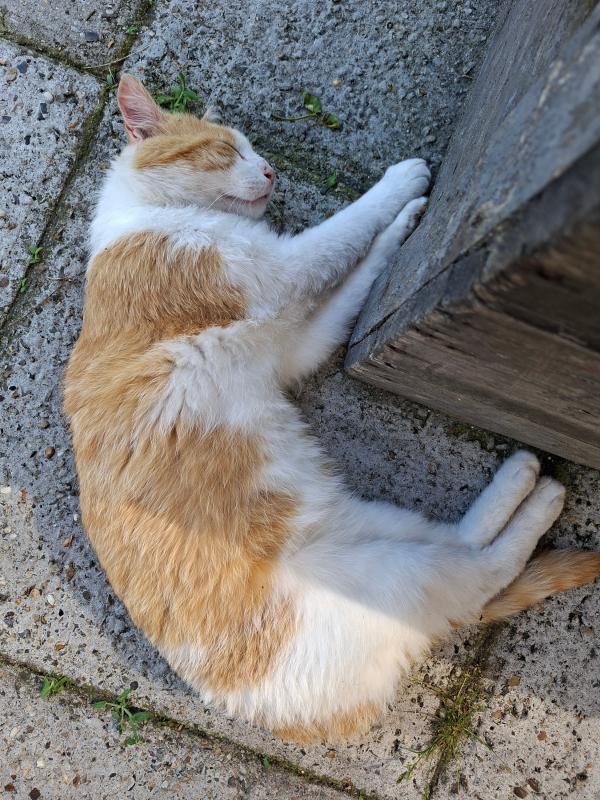 Ginger
