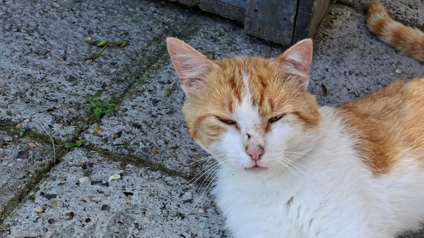 Ginger