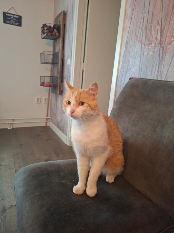 Ginger