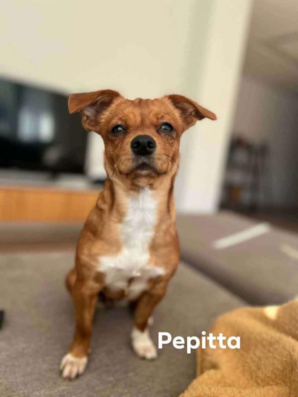 Pepitta