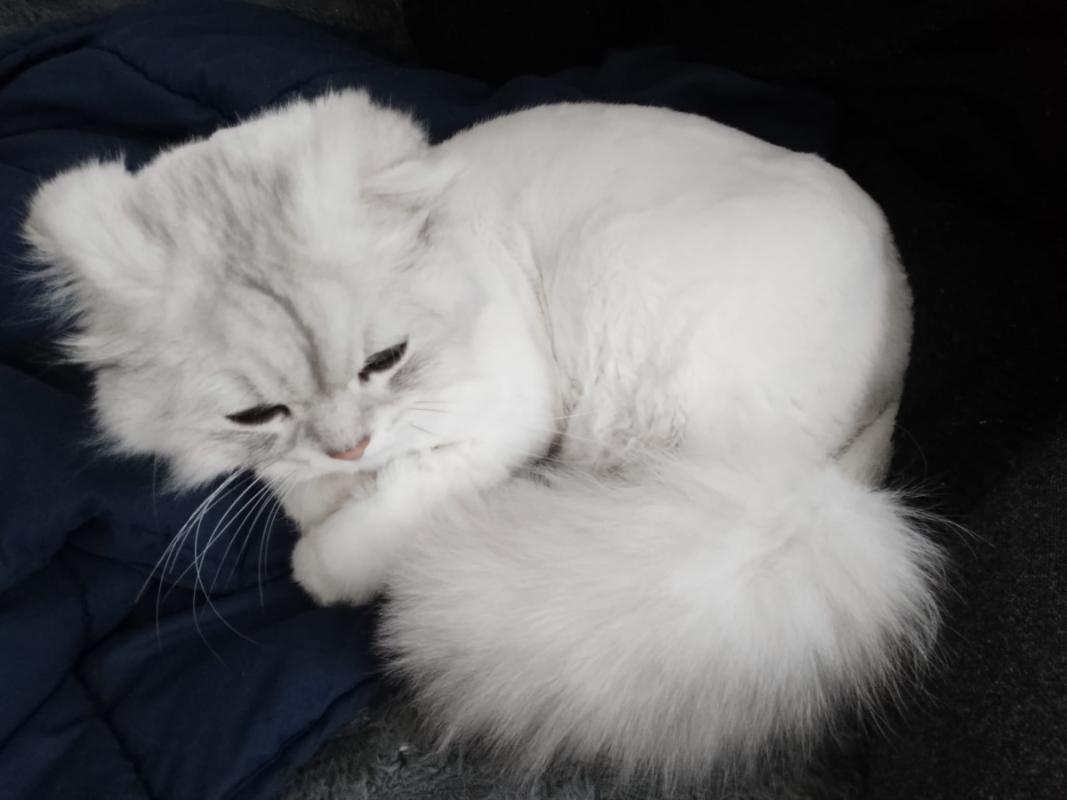 Gizzy
