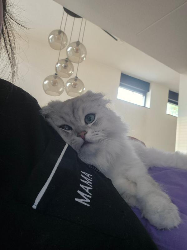 Gizzy