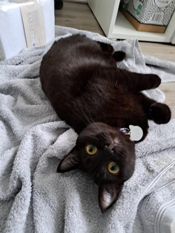 Zora