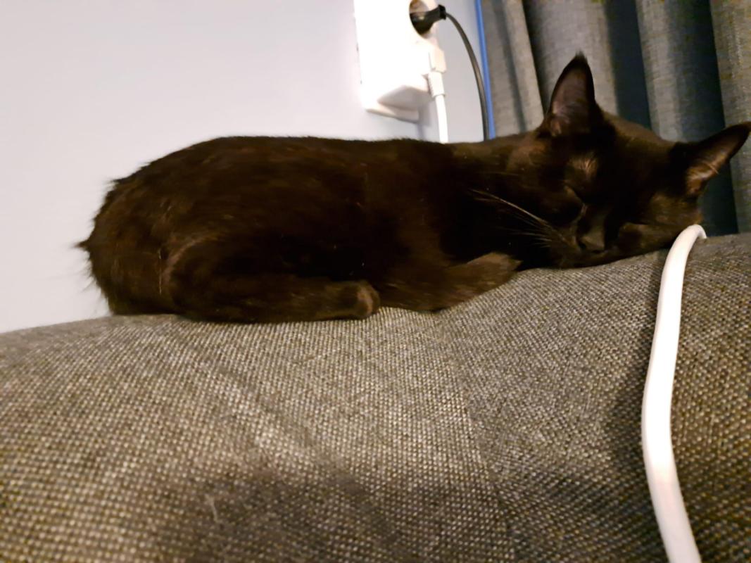 Zora