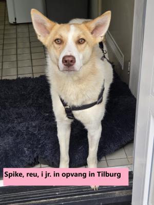 Spike