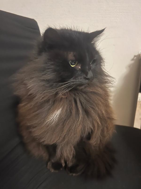 Furby