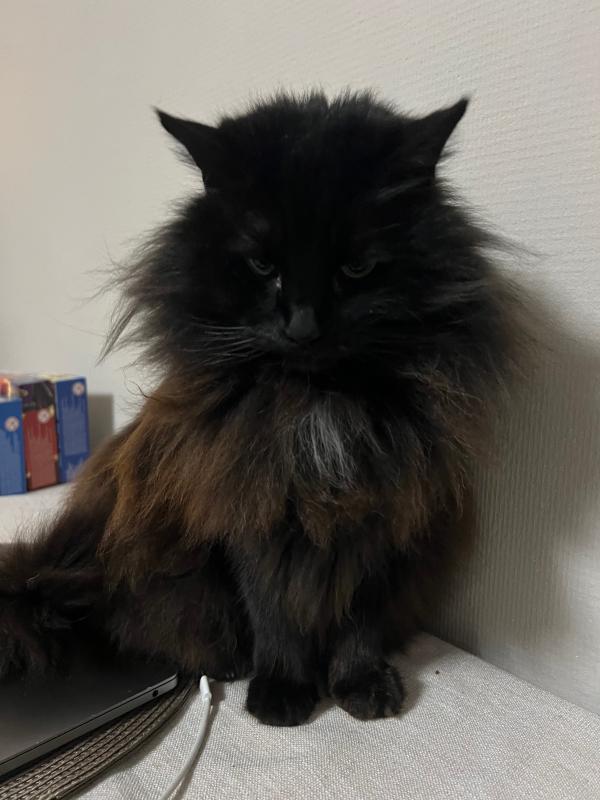 Furby