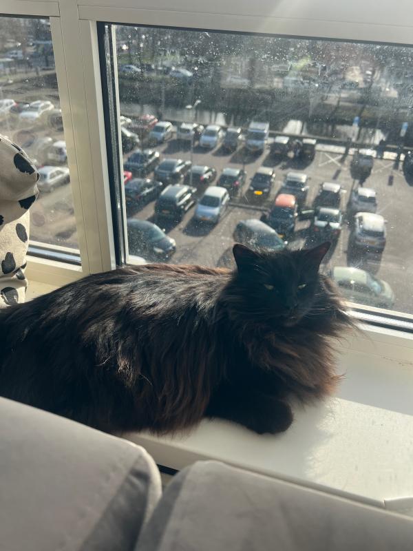 Furby