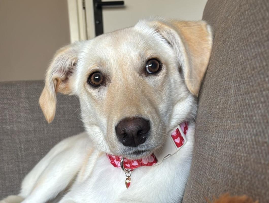 Gemma