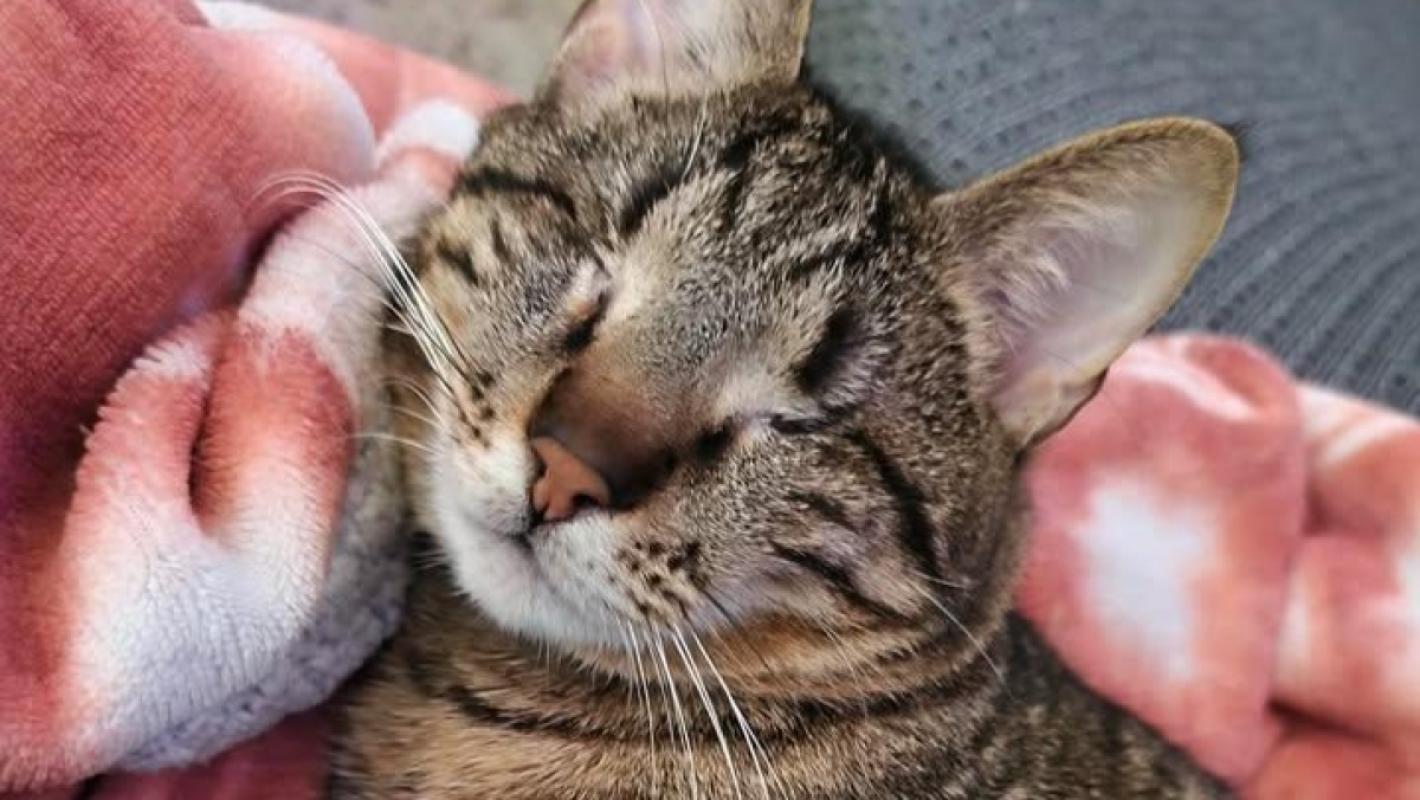 Miki