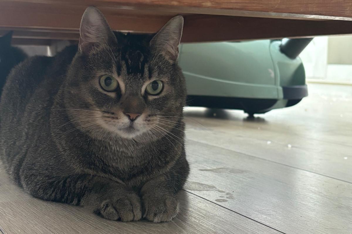 Bella