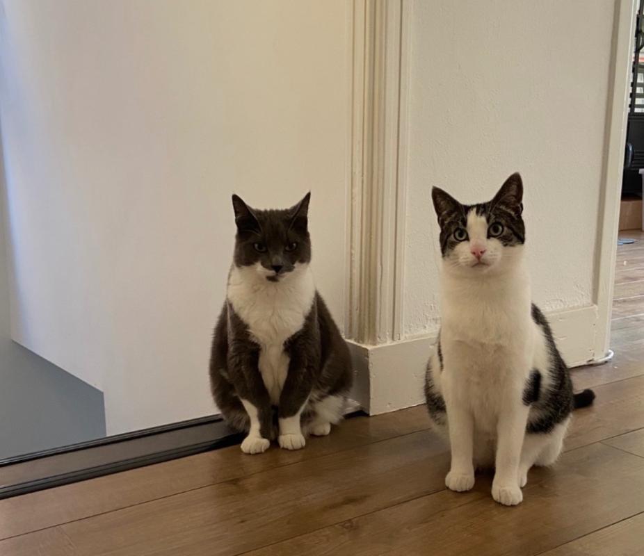 Muis