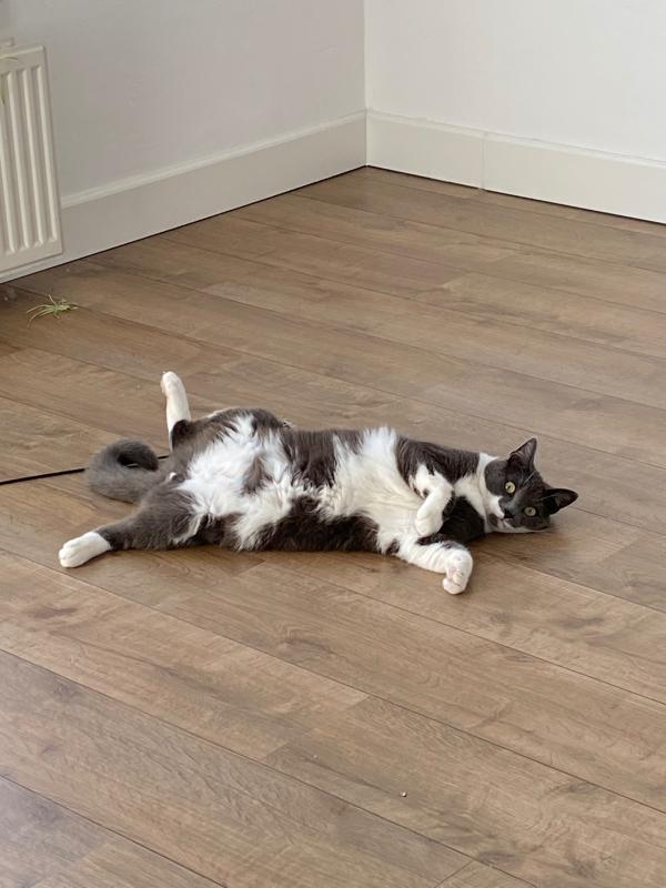 Muis
