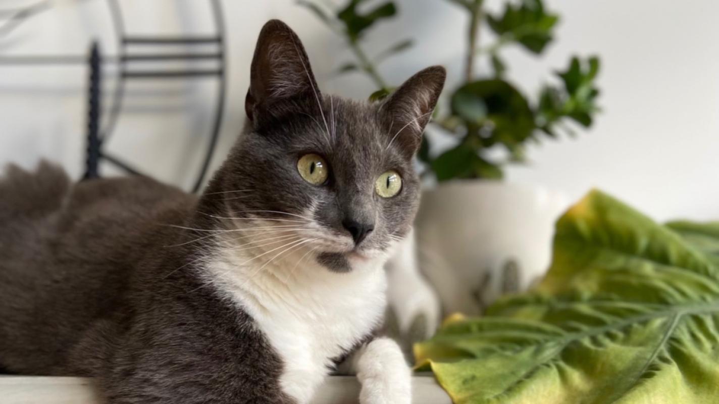 Muis