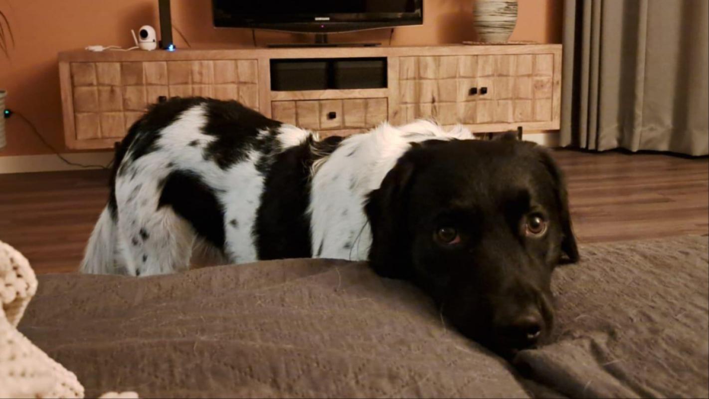 Taro