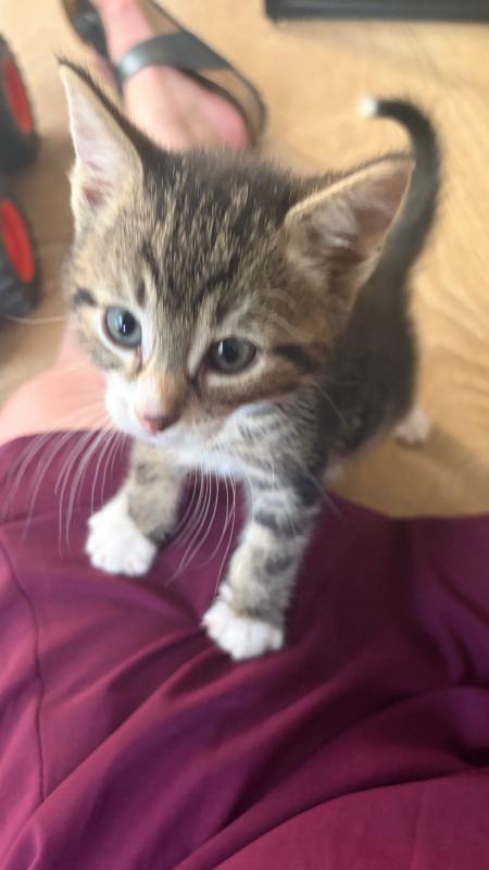 Jax