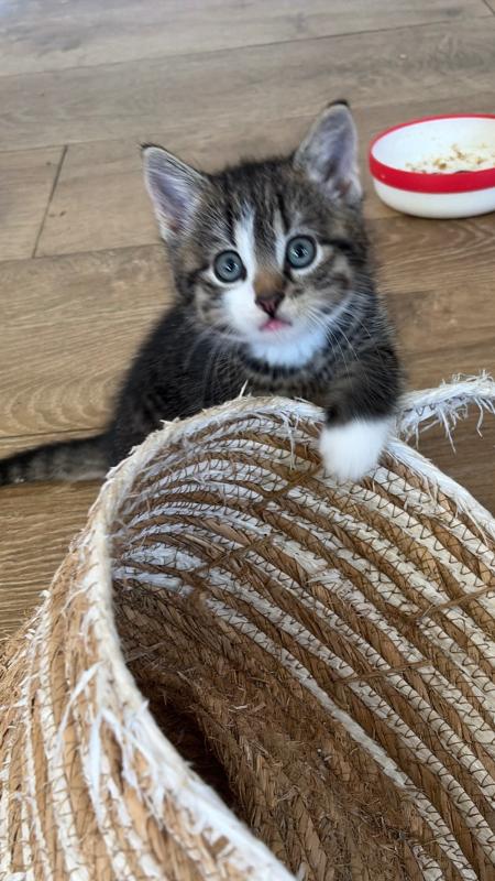 Taco