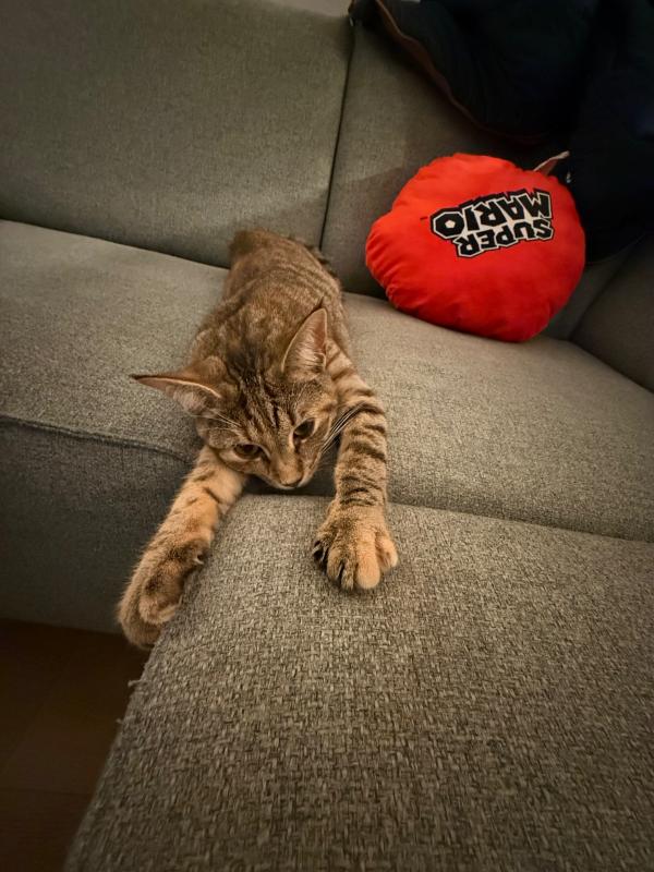 Pip