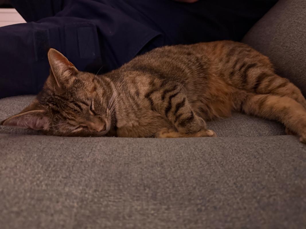 Pip