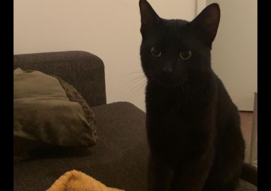 Louie
