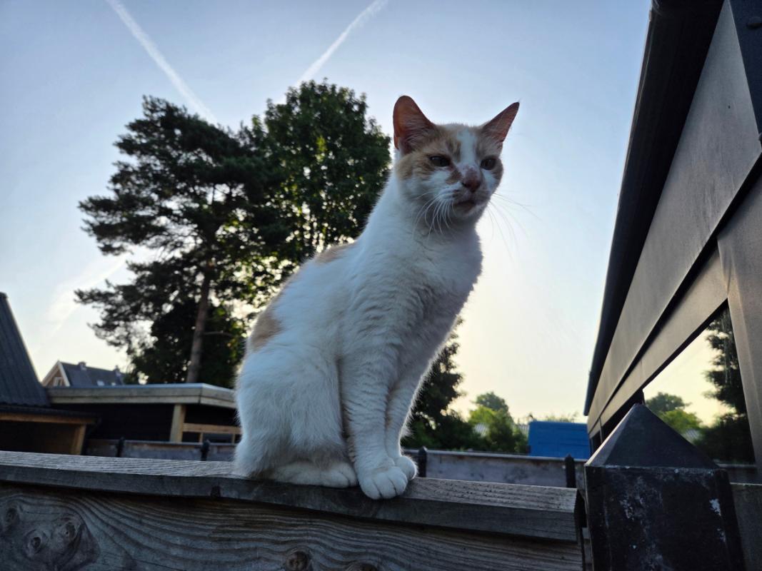 Kitty