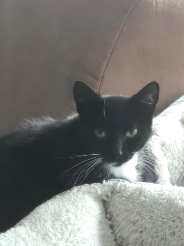 Pip