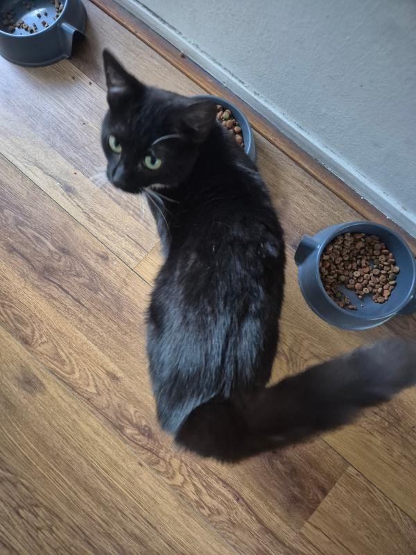 Pip